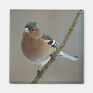Íman Ímã do Chaffinch