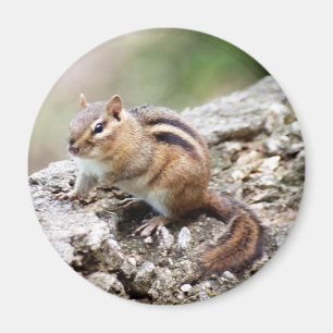 Íman Ímã do Chipmunk