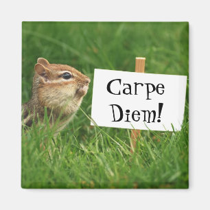 Íman Ímã do Chipmunk de Carpe Diem