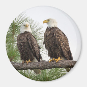 Íman Ímã do círculo de H&O (vários tamanhos