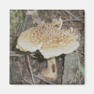 Íman Ímã do cogumelo das bolinhas