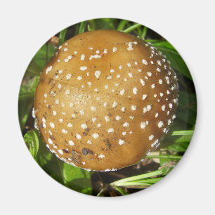 Íman Ímã do cogumelo do boné da pantera