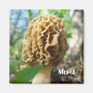 Íman Ímã do cogumelo do Morel