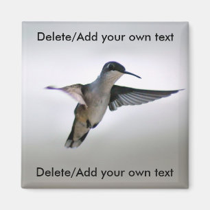 Íman Ímã do colibri