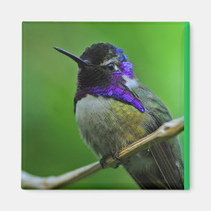 Íman Ímã do colibri