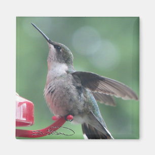 Íman Ímã do colibri