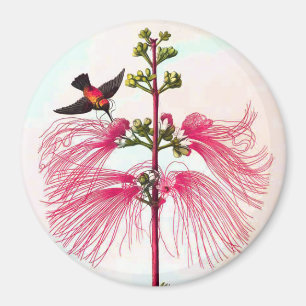 Íman ímã do colibri e do mimosa