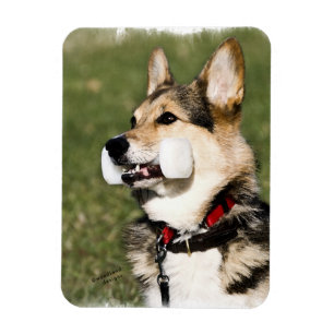 Íman Ímã do Corgi