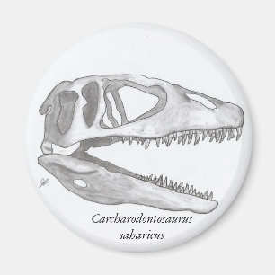 Íman Ímã do crânio do saharicus do Carcharodontosaur