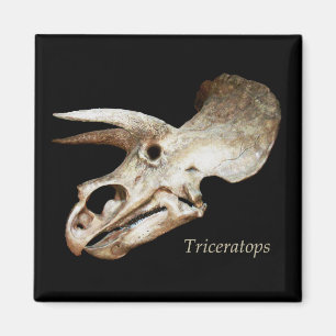 Íman Ímã do crânio do Triceratops