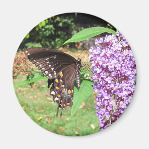 Íman Ímã do ~ da borboleta de Spicebush