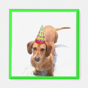 Íman Ímã do Dachshund do feliz aniversario