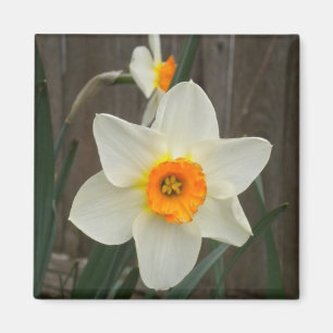 Íman Ímã do Daffodil