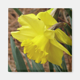 Íman Ímã do daffodil da primavera