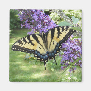 Íman Ímã do ~ de Swallowtail 94