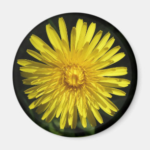 Íman Ímã do dente-de-leão