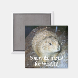 Íman Ímã do dia de Groundhog