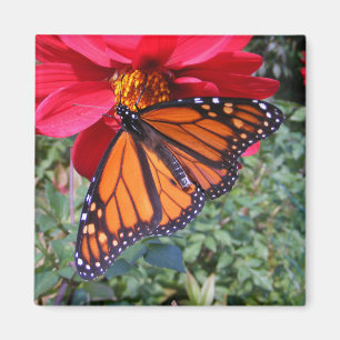 Íman Ímã do ~ do monarca 4