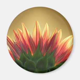 Íman Ímã do ~ do ouro do girassol