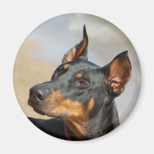 Íman Ímã do Doberman