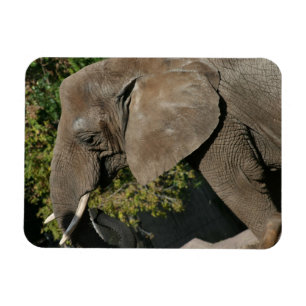 Íman Ímã do elefante