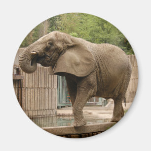 Íman Ímã do elefante africano