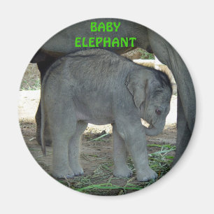 Íman Ímã do elefante do bebê