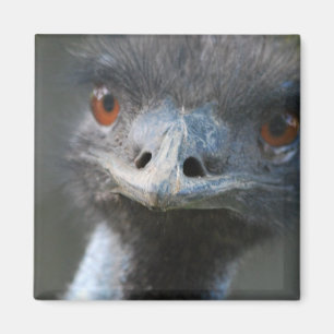 Íman Ímã do Emu