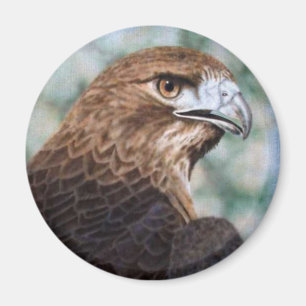 Íman ímã do falcão da Vermelho-cauda