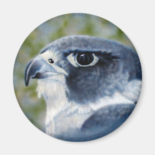 Íman Ímã do falcão de peregrino