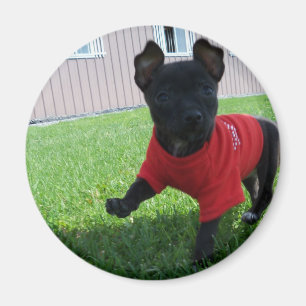 Íman Ímã do filhote de cachorro da chihuahua