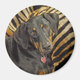 Íman Ímã do filhote de cachorro da libra do Doberman