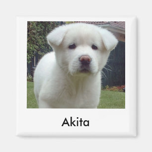 Íman Ímã do filhote de cachorro de Akita