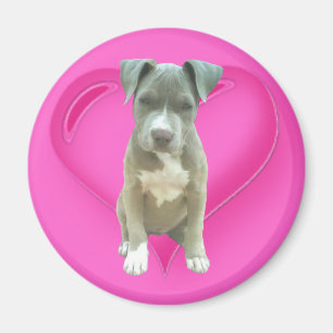 Íman Ímã do filhote de cachorro de Pitbull