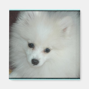 Íman Ímã do filhote de cachorro de Pomeranian