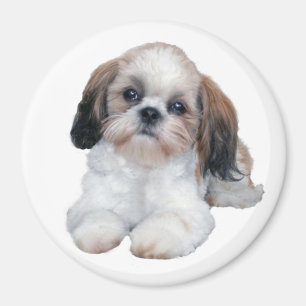 Íman Ímã do filhote de cachorro de Shih Tzu
