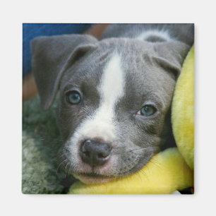 Íman Ímã do filhote de cachorro de Terrier de pitbull