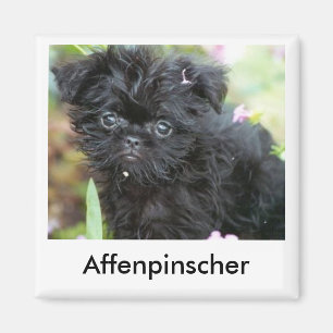 Íman Ímã do filhote de cachorro do Affenpinscher