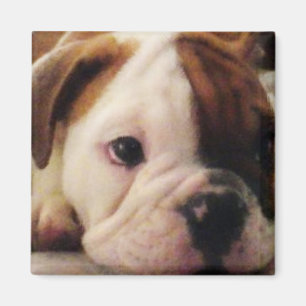 Íman Ímã do filhote de cachorro do buldogue