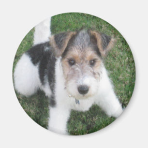 Íman Ímã do filhote de cachorro do Fox Terrier do fio