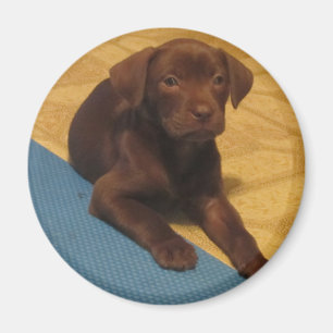 Íman Ímã do filhote de cachorro do laboratório do