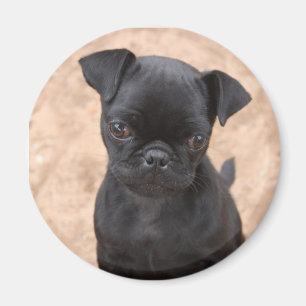 Íman Ímã do filhote de cachorro do Pug