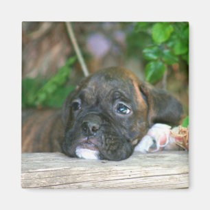 Íman Ímã do filhote de cachorro do pugilista