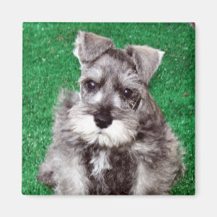 Íman Ímã do filhote de cachorro do Schnauzer diminuto