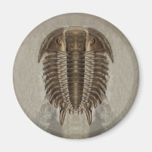Íman Ímã do fóssil de Trilobite