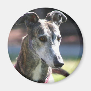 Íman Ímã do galgo