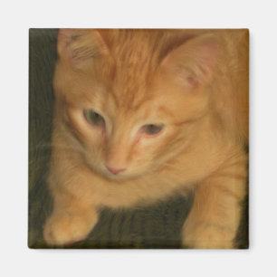 Íman Ímã do gatinho