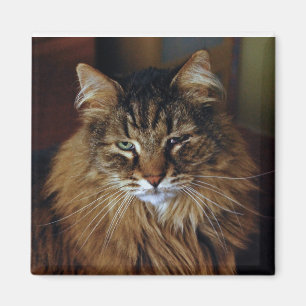 Íman Ímã do gato