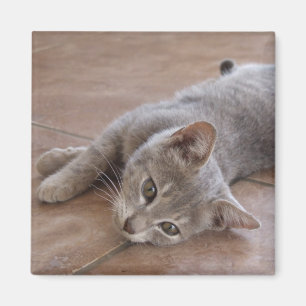 Íman Ímã do gato