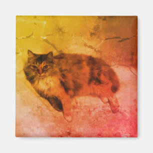 Íman Ímã do gato de chita